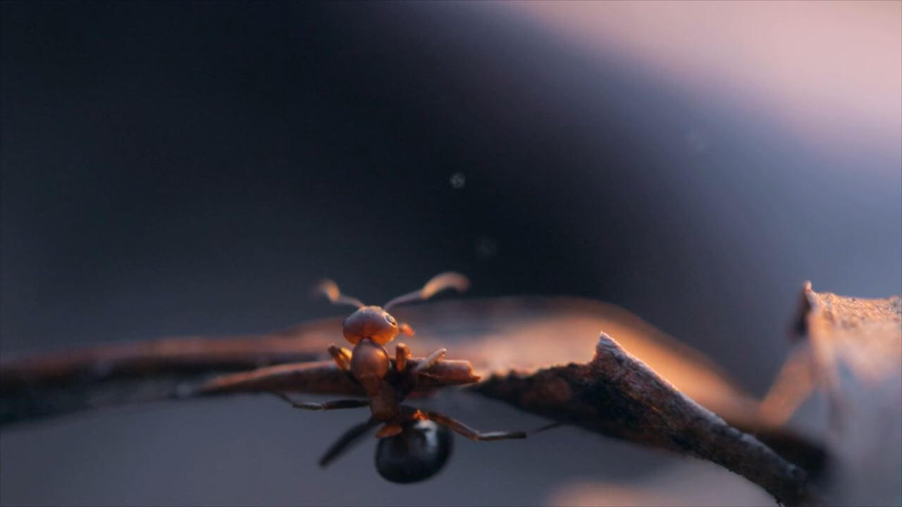 Меня приводит в движение свет / A lumine motus