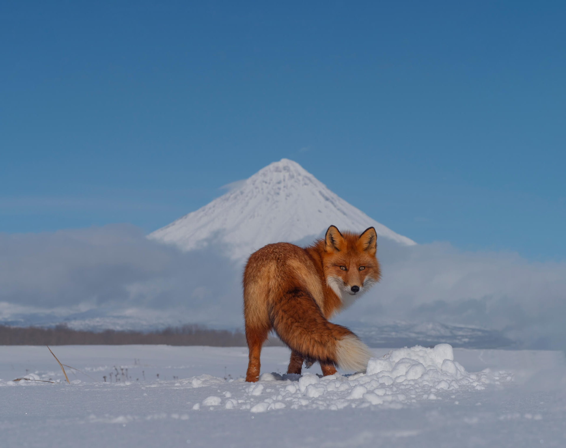 Огненный лис